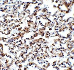 NCOA4 Antibody - BSA Free, Novus Biologicals 0.1 mg | Buy Online | Novus Biologicals | Fisher Scientific